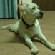 fotos de jacko
